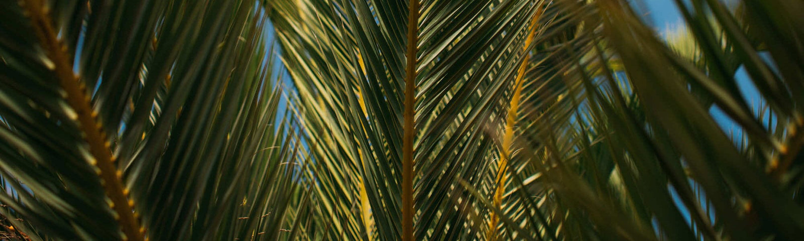 Early Access: Summer Sale